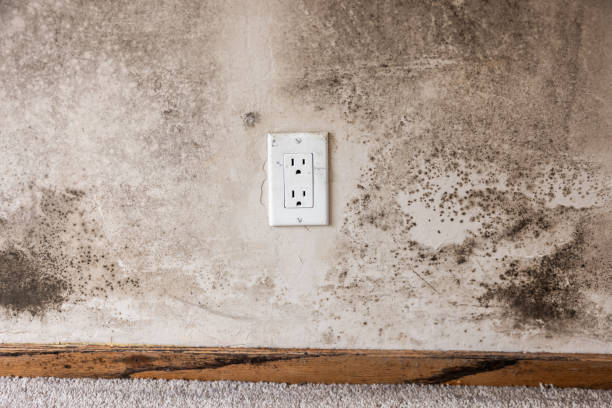 Best Dehumidification Services  in Florissant, MO