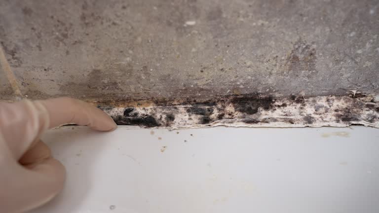 Best HVAC Mold Inspection and Cleaning  in Florissant, MO